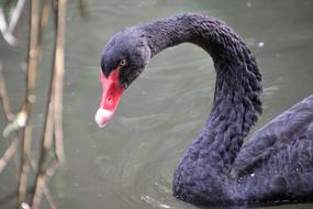 Swan Animal red beak