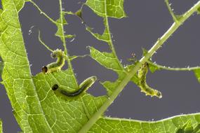Sawflies Larvae Track Leaf Damage