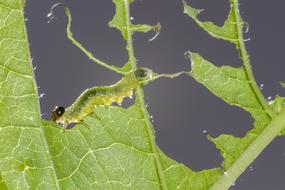Sawflies Larvae Caterpillar Leaf