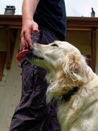 furry Dog Licks its Master