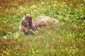 Squirrel Animal green grass