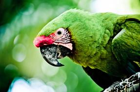 Parrot Roatan Caribbean green