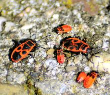 Pyrrhocoris on a stone close-up