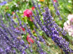 Lavender Flowers Garden