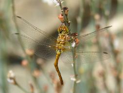 Yellow Dragonfly Sympetrum