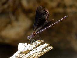 black butterfly on a pole