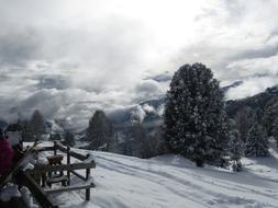 fence snow trees trees landscape