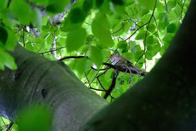 bird among green beech leaves in blurred background