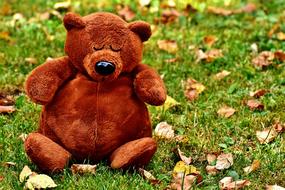 Teddy Cute Sleep Soft