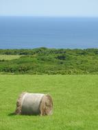 Sea Grass Hokkaido