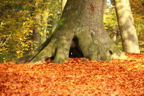 Autumn Leaves Tree