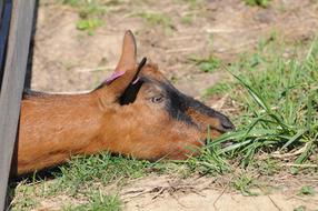fabulous Goat Curious Farm
