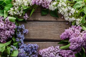 Flowers Postcard Purple