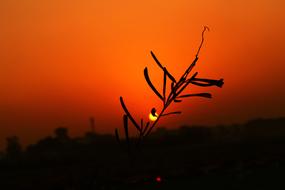 Silhouette Sunset Sun