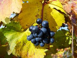 Red Grapes Ripe Fruit