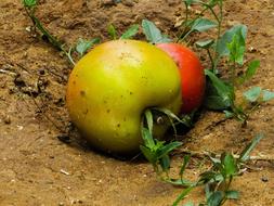 ripe tomatoes on the ground