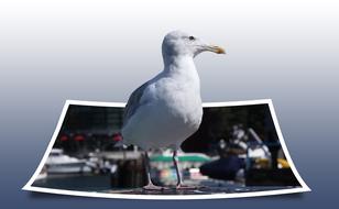 Seagull Bird Polaroid photo