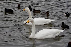 two white swans with black chicks on the water