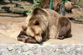 brown Bear laying on ground in zoo