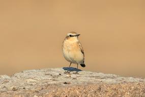 charming Bird Gray Wheatear