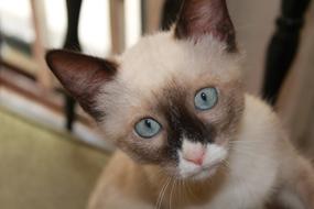 Kitten Siamese Cat macro blur