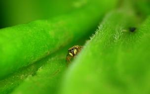 spider is crawling on a green leaf