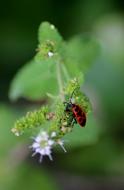 macro view of Insect Gendarme Bug
