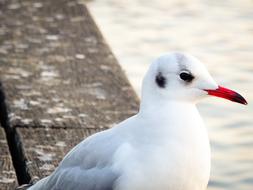 white Seagull Bird city