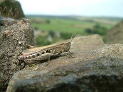 Grasshopper Insect stone