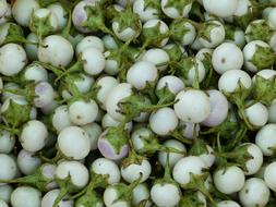 Fruit Tropics Exotic