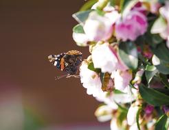 Close-up of the beautiful and colorful, patterned butterfly, on the beautiful and colorful flowers, in sunlight