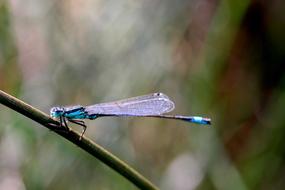 blue Agrion Insect on a blurred background