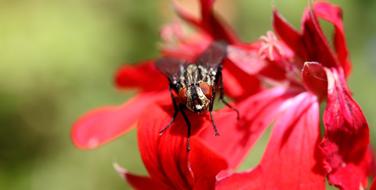 grey Fly with red eyes, Macro