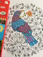 Colouring Pencil bird Drawing