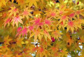 Maple Leaves Autumn