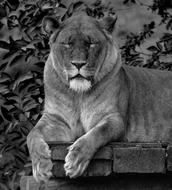 Lion Animal Wild black and white