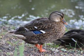 brown Duck Animal