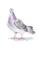 watercolor, gray dove on white background