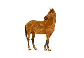 watercolor, brown horse on white background
