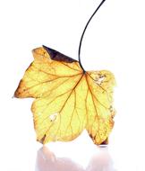 Dead Leaf White Background Light