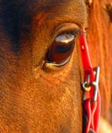 Horse Pure Arab Blood Eye