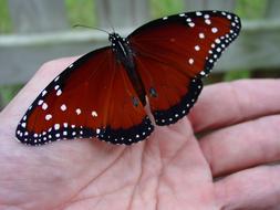 Butterfly Hand Garden Emerge