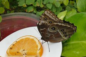 butterfly near a slice of orange on a plate