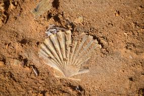 Shell Imprint Petrified