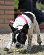 portrait of pink ribbon on french bulldog puppy