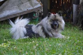 Beautiful, cute, colorful and fluffy Wolfsspitz dog on the green grass with flowers