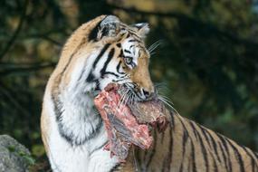 tiger with prey