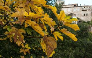 fall leaves on green trees