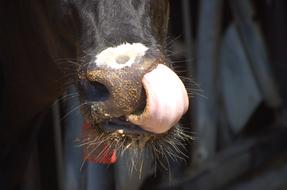 Cow Tongue Eating
