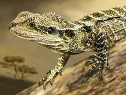 Bush Dragon